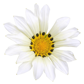 Gazania rigens flower png