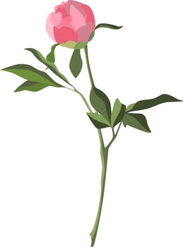 Single pink peony bud on a stem with leaves isolated on white background vector