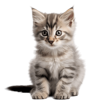 cute young cat png