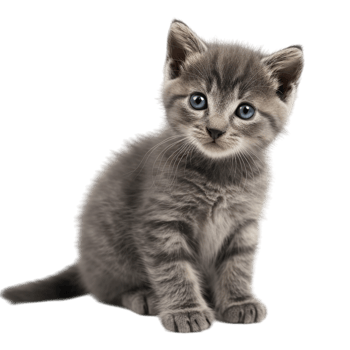 cute young cat png