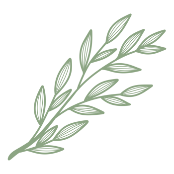 Line Art Leaf png