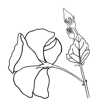 outline flower of hibicus on white background vector