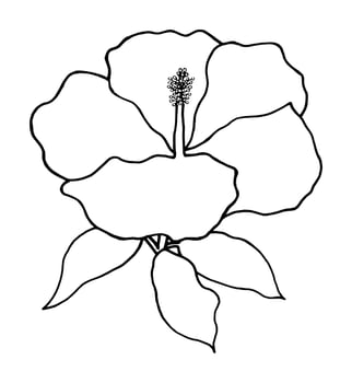 outline flower of hibicus on white background vector
