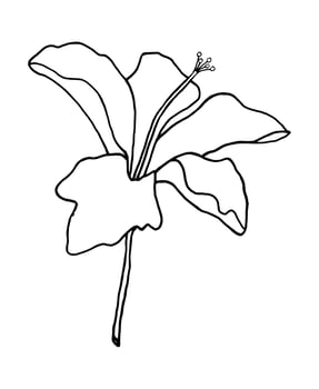 outline flower of hibicus on white background vector