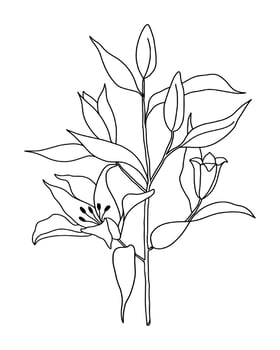 Outline flower of lily on white background. vector illustartion