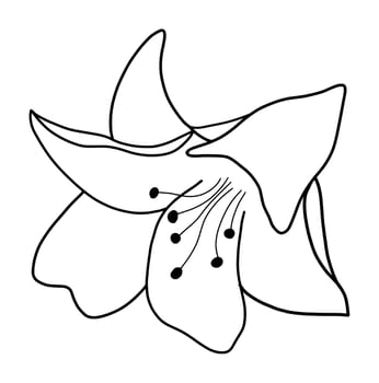 Outline flower of lily on white background. vector illustartion
