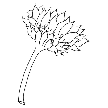 Outline sunflower isolated on white background. Vector illustartion.