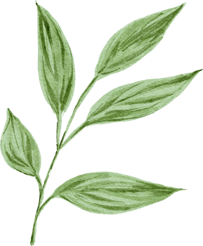 Green leaf watercolor element png