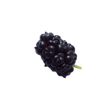 Isolated fresh black mulberry png