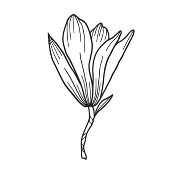 Line art clipart with Magnolia flowers vector