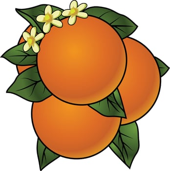 Orange fruit with leaves and flowers isolated on white background vector illustration