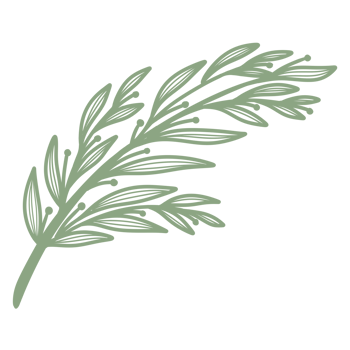 Line Art Leaf png