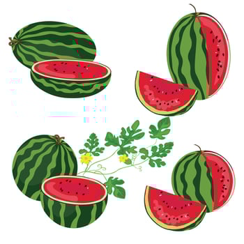 Watermelon vector set isolated on white background. Watermelon piece, slice, half... Flat vector, cartoon style.