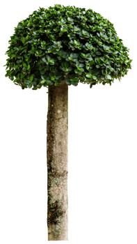 Small tree for decorative png