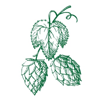 Hand drawn plant hop sketch doodle. A branch of malt. Cereal harvest, agriculture, organic farming, symbol. Design element. Vector