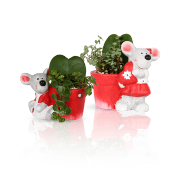 koala flower pot with cut out isolated on background transparent png