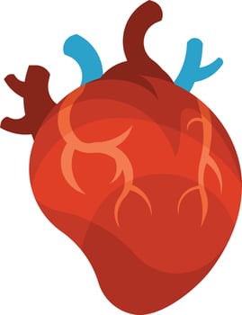 Vector Graphics Of A Human Heart
