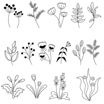 Hand draw botanical vector