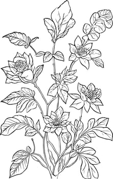 botanical line drawing, vintage botanical coloring pages, botanical elements, botanical flower illustration, botanical illustration black and white, botanical line drawing leaves, botanical line art. vector