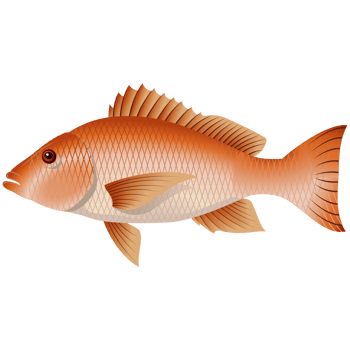 Cute Sea fish Cartoon png