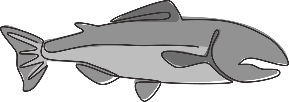 Single continuous line drawing of large salmon for fresh meat company logo identity. River fish mascot concept for fast food can icon. One line draw design graphic vector illustration png