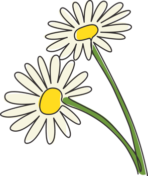 One single line drawing of beauty fresh bruisewort. Printable poster decorative English daisy flower concept for home wall decor art ornament. Modern continuous line draw design vector illustration png