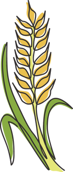 Single continuous line drawing of whole healthy organic wheat grain for farm logo identity. Fresh staple food concept for breakfast cereal icon. Modern one line graphic draw design vector illustration png