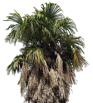 palm tree transparent PNG