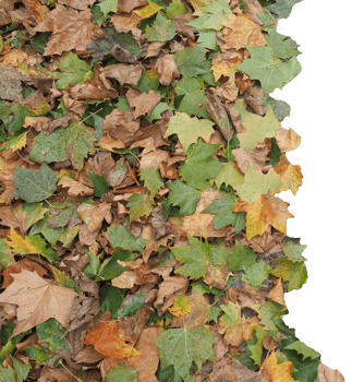 brown leaves texture background transparent PNG