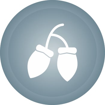 Acorns Vector Icon