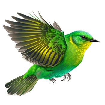 beautiful green birds icon free illustration png