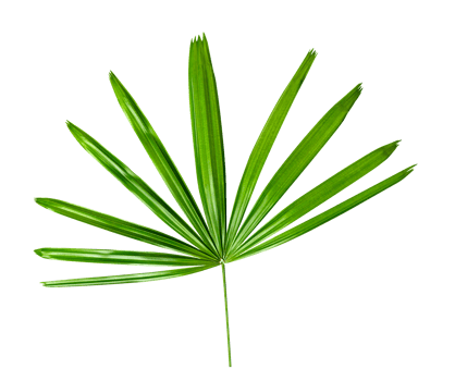 Green leaves pattern,leaf palm tree isolated on white background with clipping path png