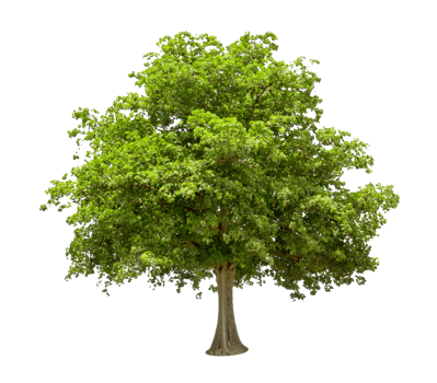 Green Tree Isolated png