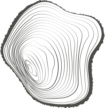 Tree rings wooden log. Circle annual stump texture. Line timber slices png