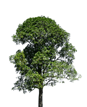 single tree isolated for nature element png