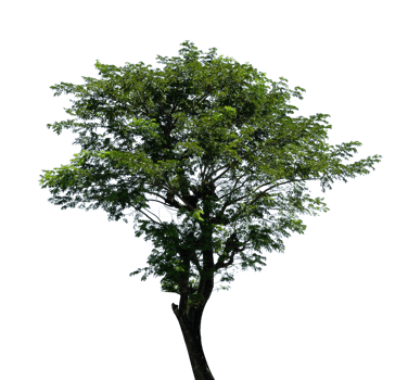 single tree isolated for nature element png