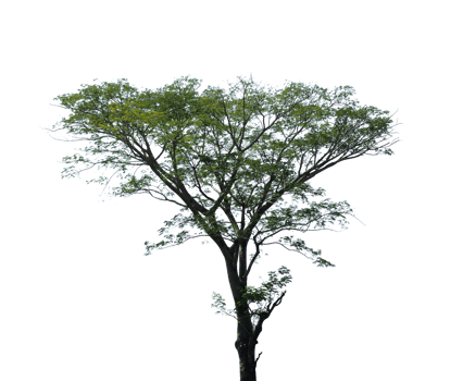 single tree isolated for design element png