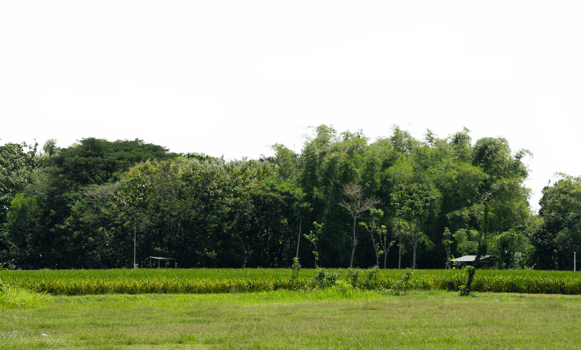 Landscape of forest tree cut out isolated png