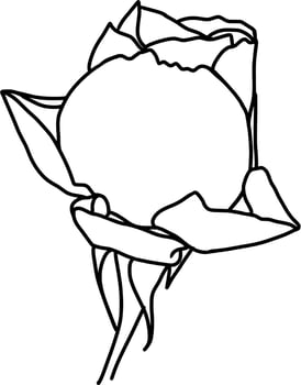 Sketch of Rose Flower vector