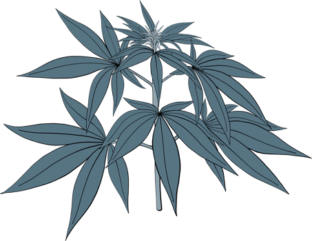simplicity cannabis plant freehand drawing. png
