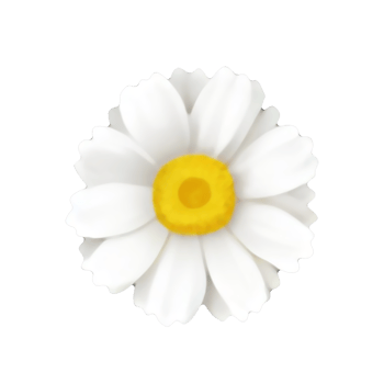 white flower isolated png