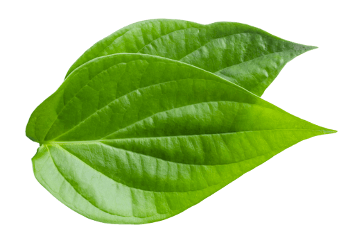 green betel leaf isolated on transparent background,png png