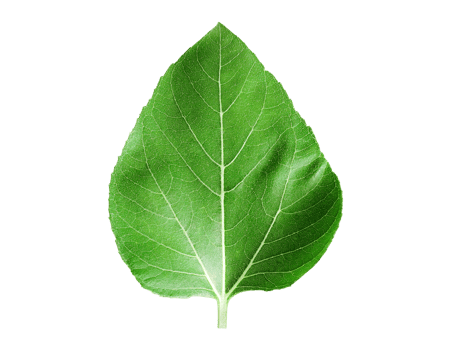 Sunflower leaves isolated on a transparent background.png png