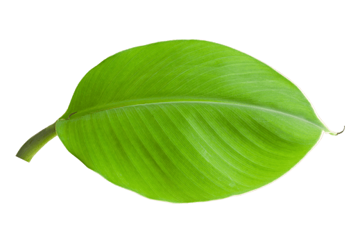 Banana leaves isolated on transparent background. Fresh green banana leaves png