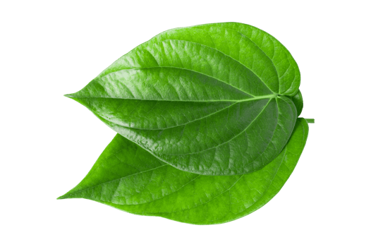 green betel leaf isolated on transparent background,png png