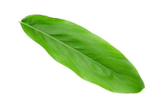 fresh green galangal leaves isolated on transparent background green plant png