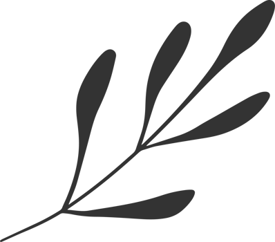 Hand drawn Abstract Leaf and Branch png