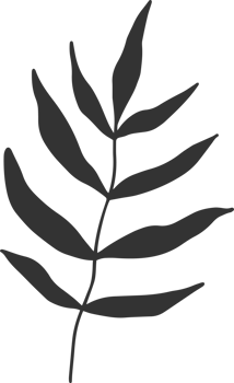 Hand drawn Abstract Leaf and Branch png