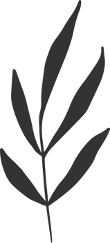 Hand drawn Abstract Leaf and Branch png