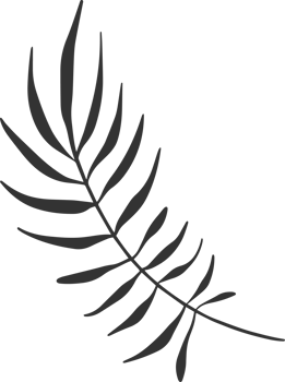 Hand drawn Abstract Leaf and Branch png